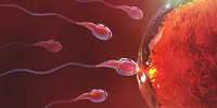 Fertilité Fertilité